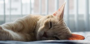 image of sleeping cat