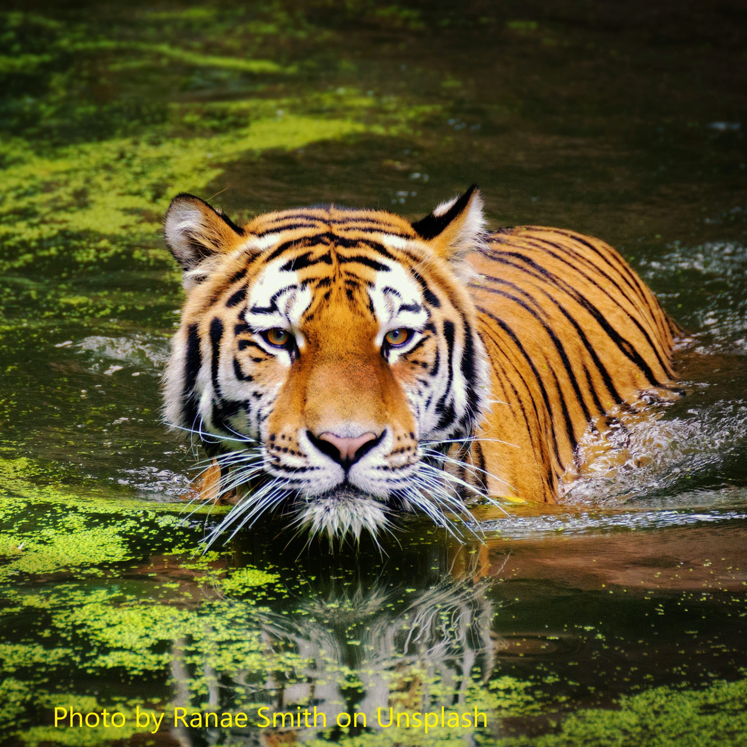 picure of tiger in water