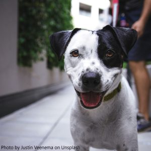 happy black and white pit bull